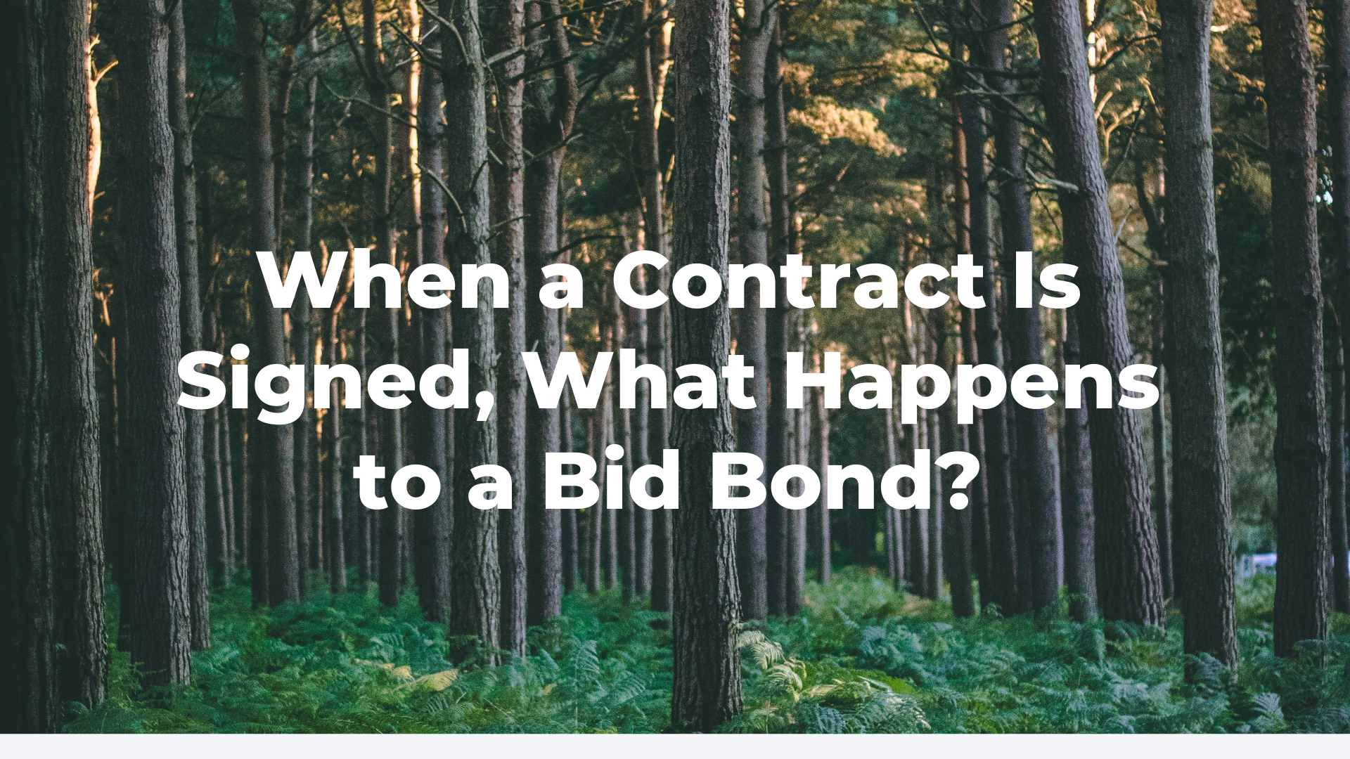 bid bond - contracts and bid bonds - forest